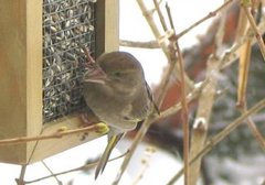 Grønnfink (Carduelis chloris)