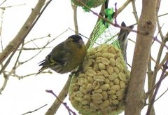 Grønnsisik (Spinus spinus)