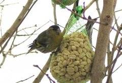 Grønnsisik (Carduelis spinus)