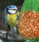 Blåmeis (Cyanistes caeruleus)