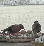 Stær (Sturnus vulgaris)