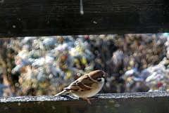 Pilfink (Passer montanus)