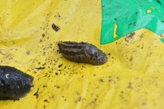 Boakjølsnegl (Limax maximus)