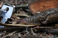 Boakjølsnegl (Limax maximus)