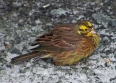 Gulspurv (Emberiza citrinella)