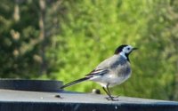 Linerle (Motacilla alba)