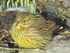 Gulspurv (Emberiza citrinella)