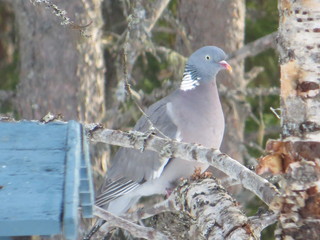 Ringdue (Columba palumbus)