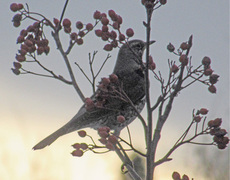 Gråtrost (Turdus pilaris)