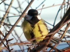 Kjøttmeis (Parus major)