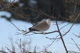 Tyrkerdue (Streptopelia decaocto)