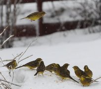 Gulspurv (Emberiza citrinella)