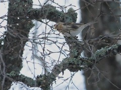 Brunsisik (Carduelis cabaret)