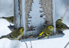 Grønnsisik (Carduelis spinus)