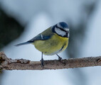 Blåmeis (Cyanistes caeruleus)