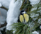 Kjøttmeis (Parus major)