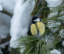 Kjøttmeis (Parus major)