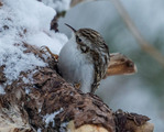 Trekryper (Certhia familiaris)