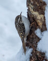 Trekryper (Certhia familiaris)