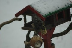 Stær (Sturnus vulgaris)