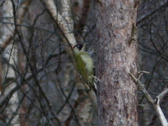 Grønnspett (Picus viridis)