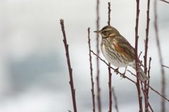 Rødvingetrost (Turdus iliacus)