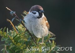 Pilfink (Passer montanus)