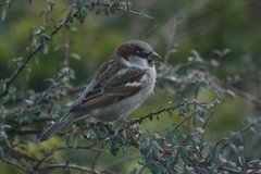 Gråspurv (Passer domesticus)