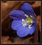 Blåveis (Hepatica nobilis)