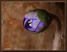 Blåveis (Hepatica nobilis)