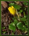 Vårkål (Ranunculus ficaria)