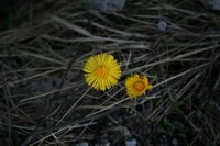 Hestehov (Tussilago farfara)