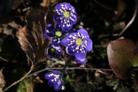 Blåveis (Hepatica nobilis)