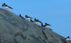 Tjeld (Haematopus ostralegus)