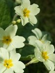 Kusymre (Primula vulgaris)