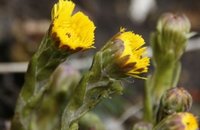 Hestehov (Tussilago farfara)