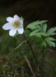 Hvitveis (Anemone nemorosa)