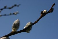 Selje (Salix caprea)