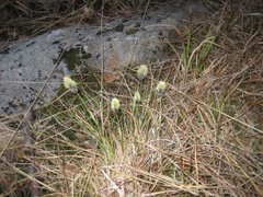 Duskmyrull (Eriophorum angustifolium)