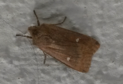 Bølgefly (Eupsilia transversa)