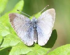 Vårblåvinge (Celastrina argiolus)