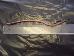 Stormeitemark (Lumbricus terrestris)