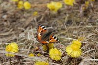 Neslesommerfugl (Aglais urticae)