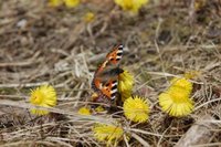 Neslesommerfugl (Aglais urticae)