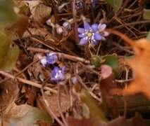 Blåveis (Hepatica nobilis)