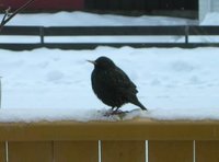 Stær (Sturnus vulgaris)