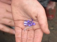 Blåveis (Hepatica nobilis)