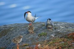 Makrellterne (Sterna hirundo)