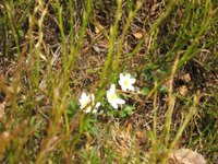 Hvitveis (Anemone nemorosa)