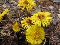 Hestehov (Tussilago farfara)